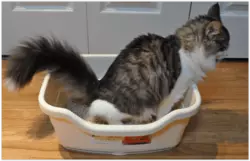 Posso lavare la lettiera del gatto